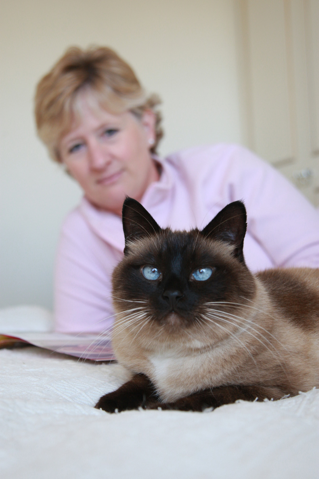 How To Know If You Should Put Your Cat Down Cat Lovster